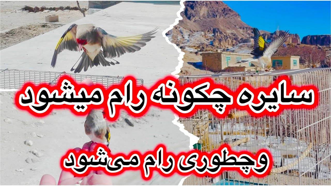 سایره