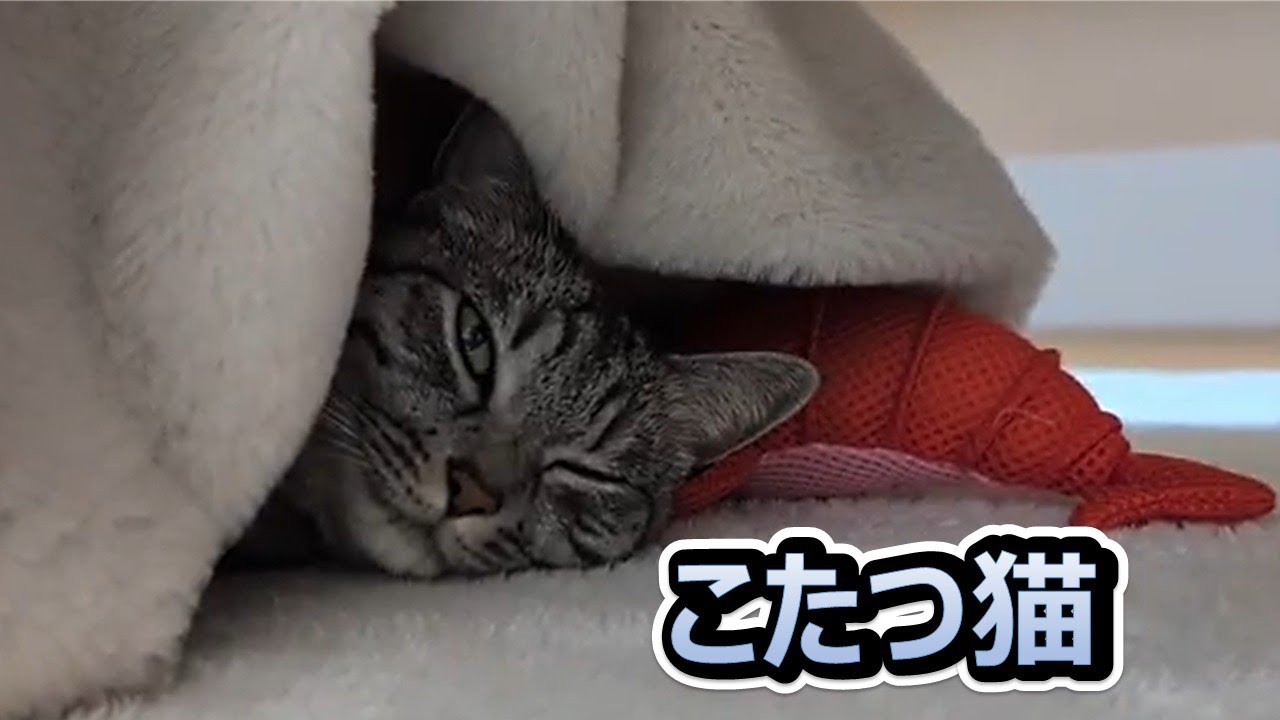 【こたつ猫💖スズ😽】急にお尻フリフリして🤣　その後はおこたでヌクヌク💖 【スズと二人暮らし】
