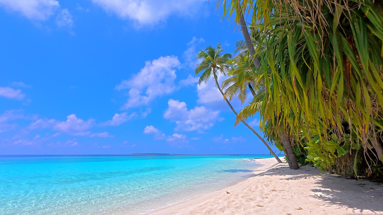 🏝 Paradise Found: Wild Beach and Crystal Ocean Waters. Relaxing Ocean video 4K Ultra HD