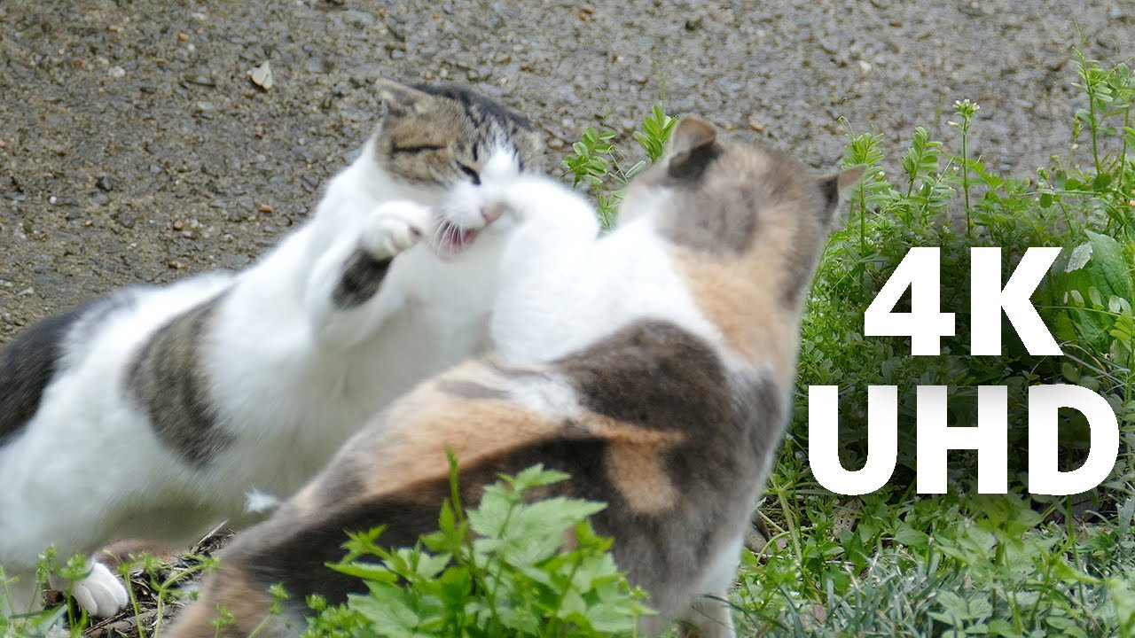 4K 猫の喧嘩 猫パンチ Cat Fight