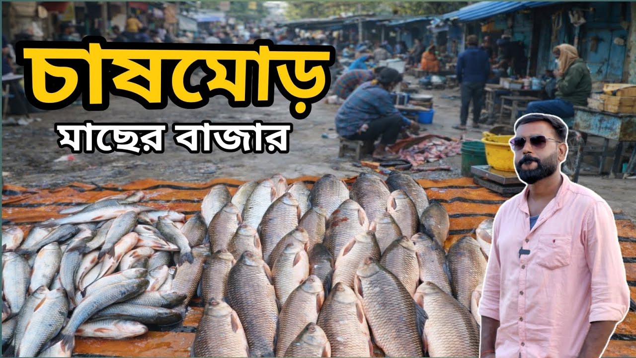 চাষমোরড় হোলসেল মাছের বাজার এইখানে খুব কম দামে মাছ পায়াযায় পুরুলিয়ার দ্বিতীয় উন্নতমো বাজার 