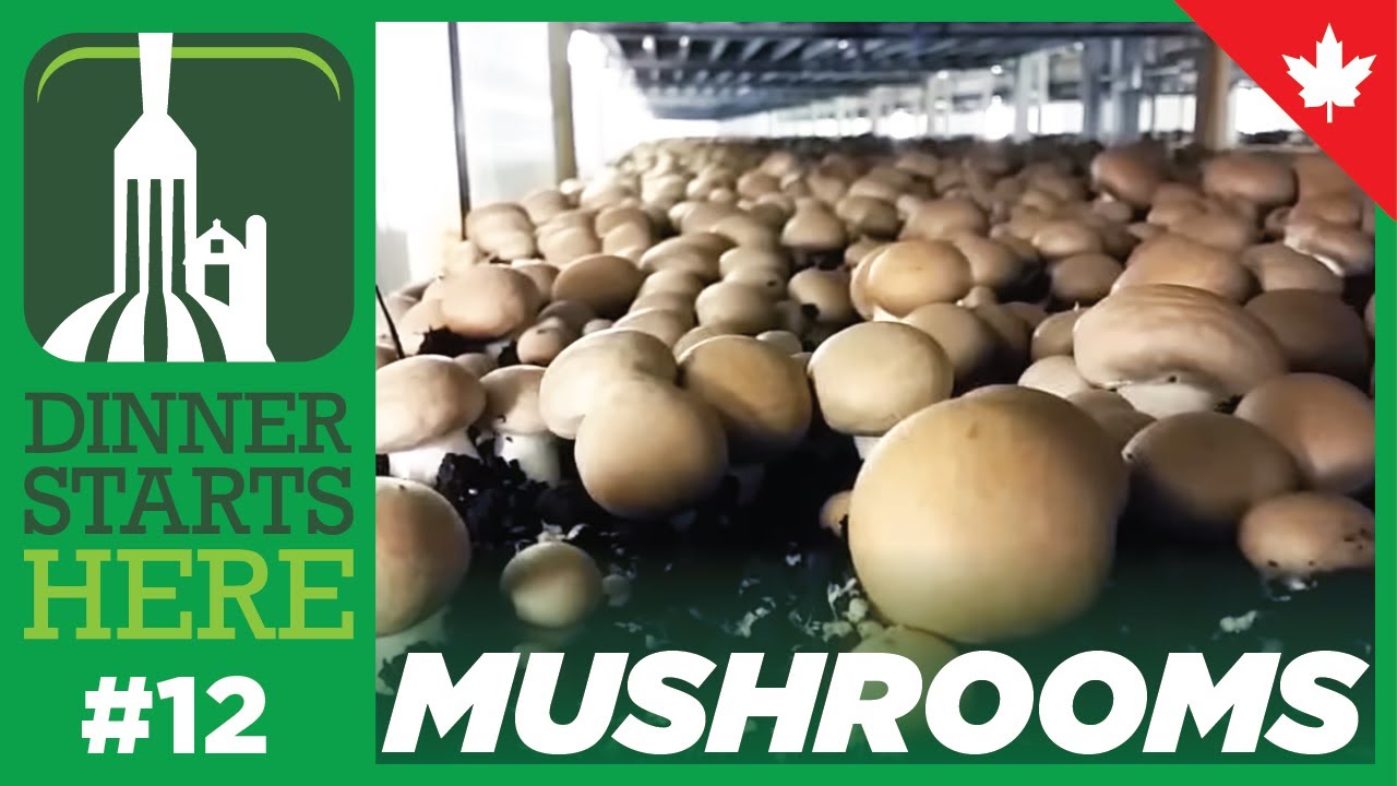 Meet a Mushroom Farmer - Farm 12 - Dinner Starts Here