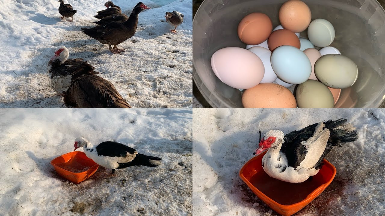 Мастерю дальше гнёзда для индоуток🦆Не понимаю чем питается курица🤷🏼‍♀️Кажется Мулаточка снесла яйцо😃