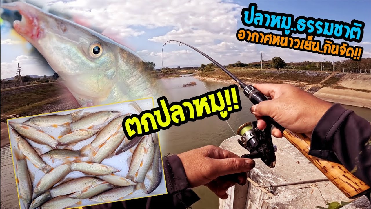 คกปลาหมู!! ตกหน้าดินหมายปลาหมูธรรมชาติแม่น้ำ อากาศหนาวเย็น ฤดูนี้ปลาหมูเย๊อะมาก!! กินจัด!! เอาไม่ทัน