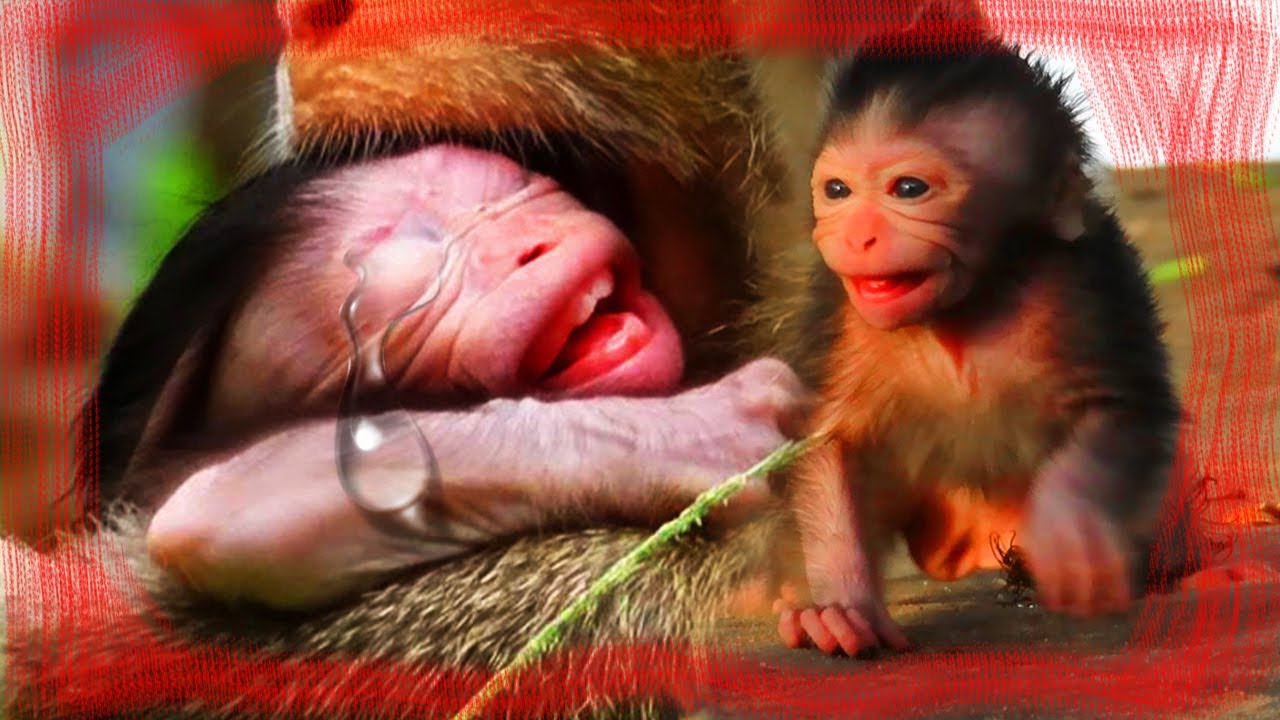 Sasly! Baby Milk! Mom don't love her cute baby Why she don't love little baby Oh my god help poor BB