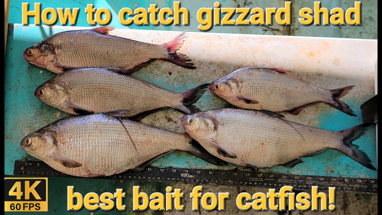 How to catch gizzard shad