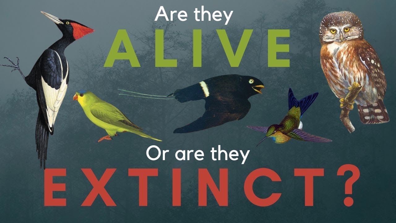 5 Birds that May or May Not be Extinct