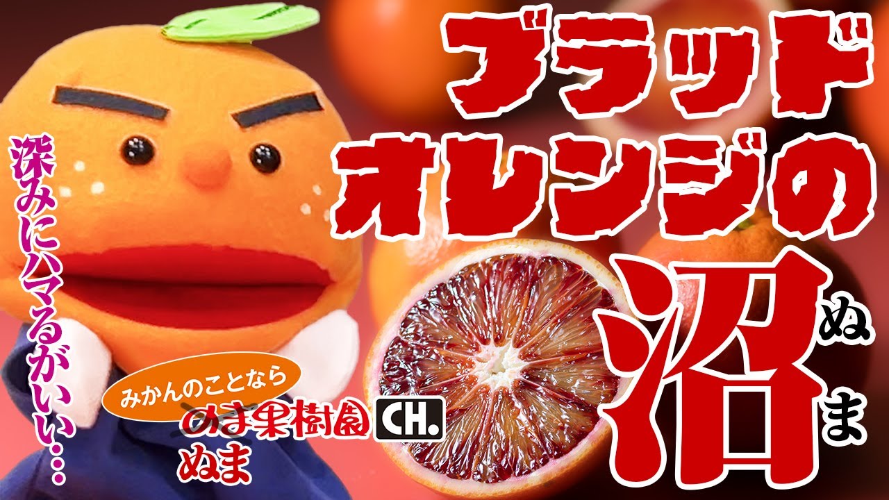 【驚きの赤い果肉にやみつき】ブラッドオレンジの沼：深みにハマる品種の紹介【みかんのことなら「のま果樹園」】