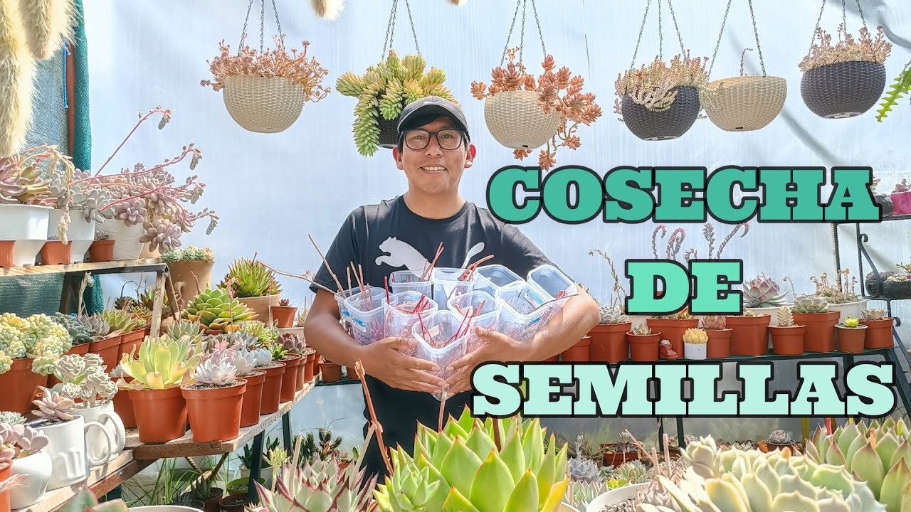 Las semillas SUCULENTAS  ya están listas para cosechar.
