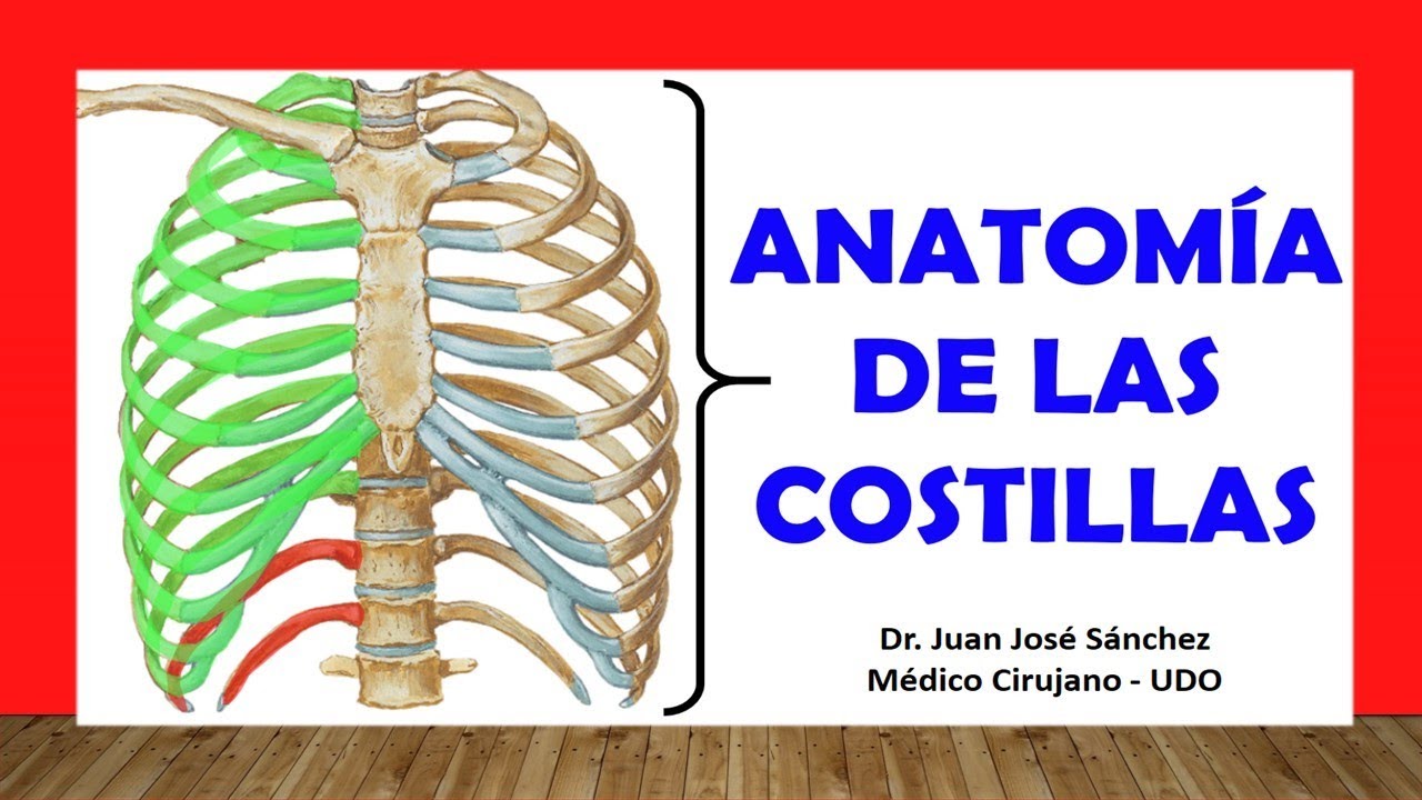 🥇 Anatomía de las COSTILLAS. Rápida, Fácil y Sencilla