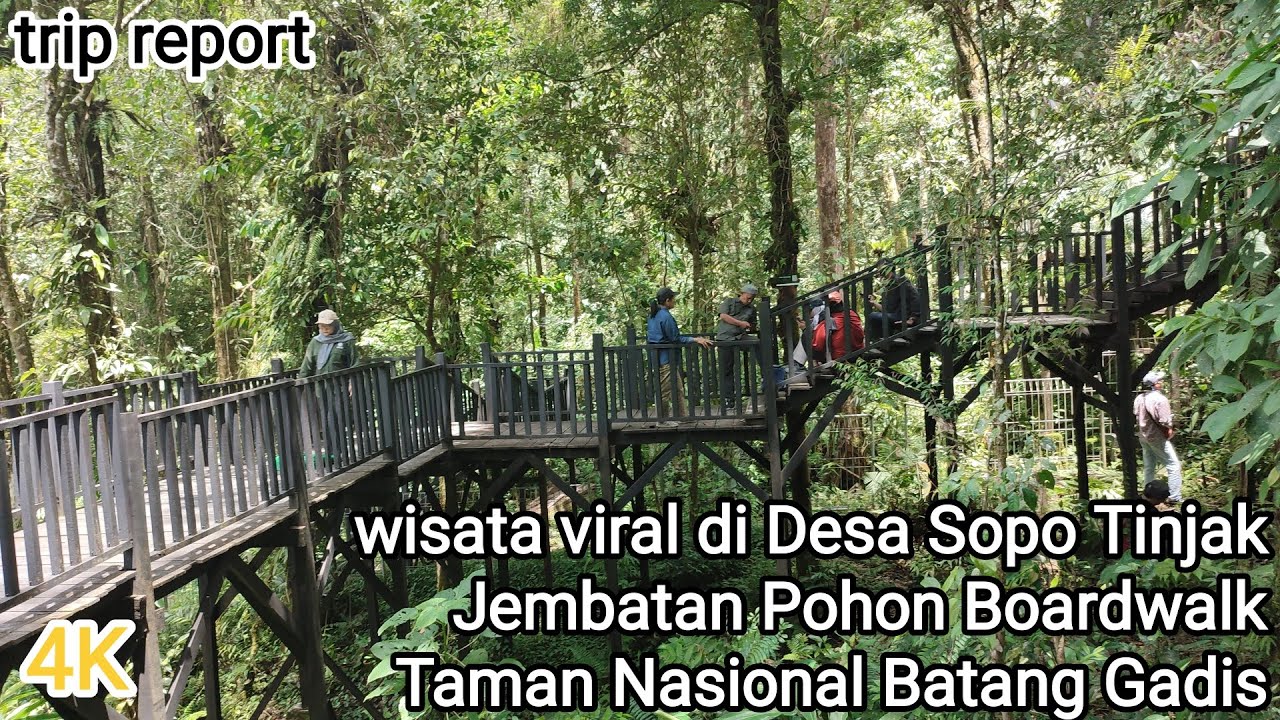Viral Jembatan Pohon Taman Nasional Batang Gadis di Desa Sopo Tinjak Madina Natal Sumatera Utara