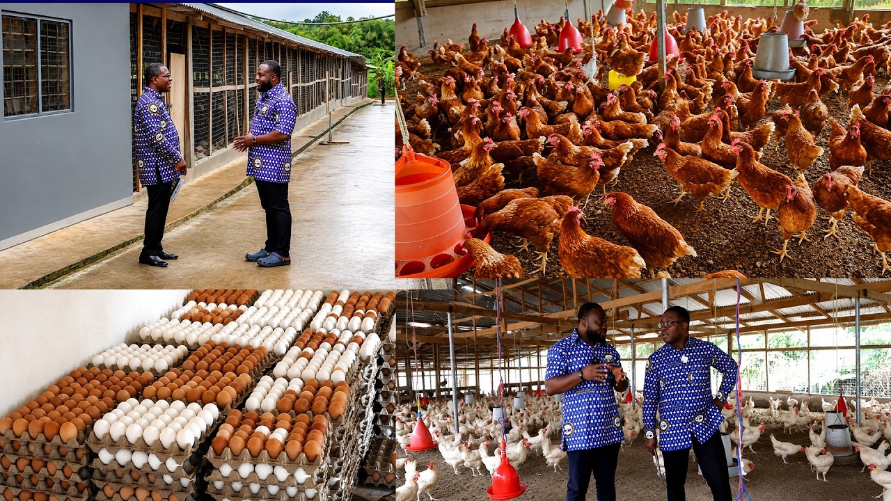I Left USA after 24 Years of stay to do Poultry Farming in Ghana & I Gain Millions from it