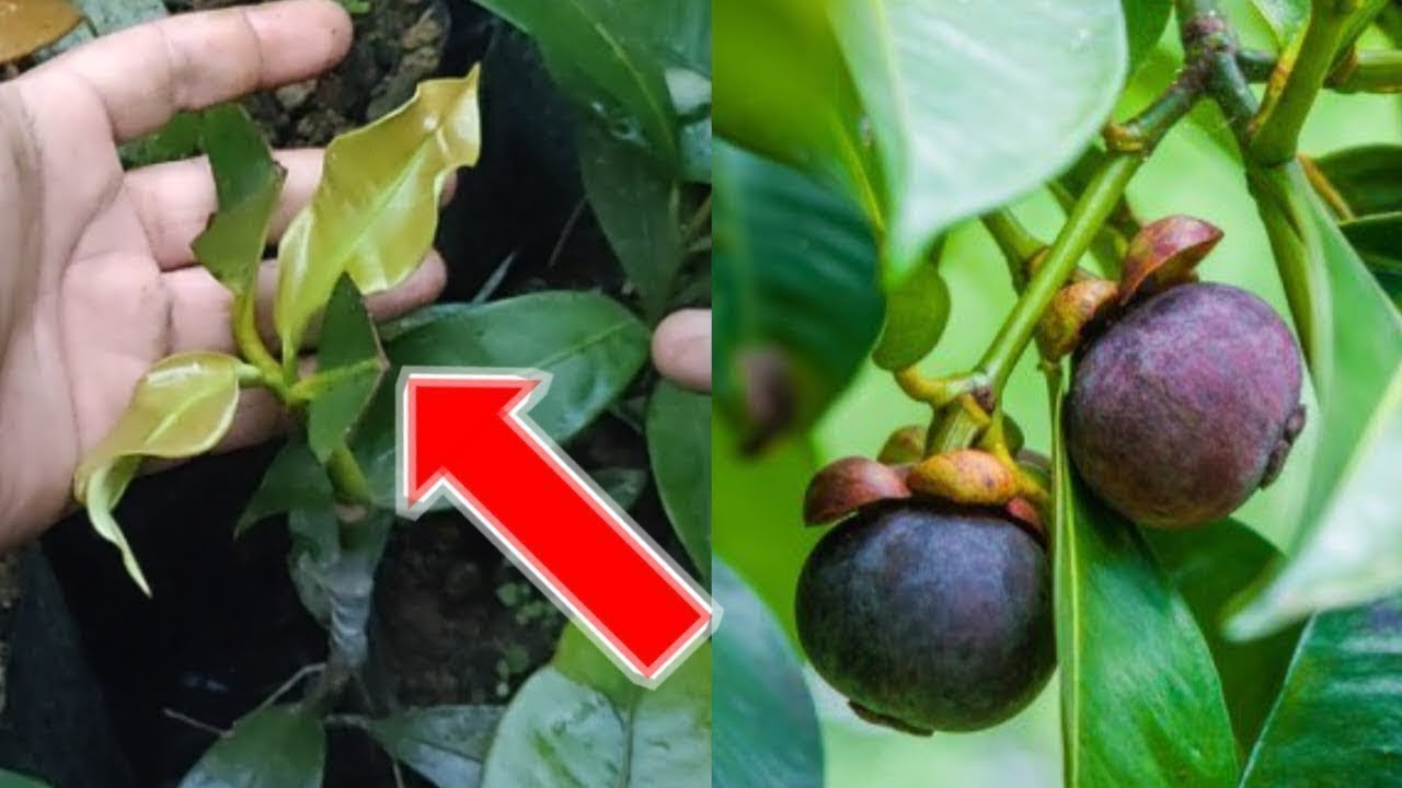 Teknik Rahasia agar Pohon Manggis Berbuah dalam Pot