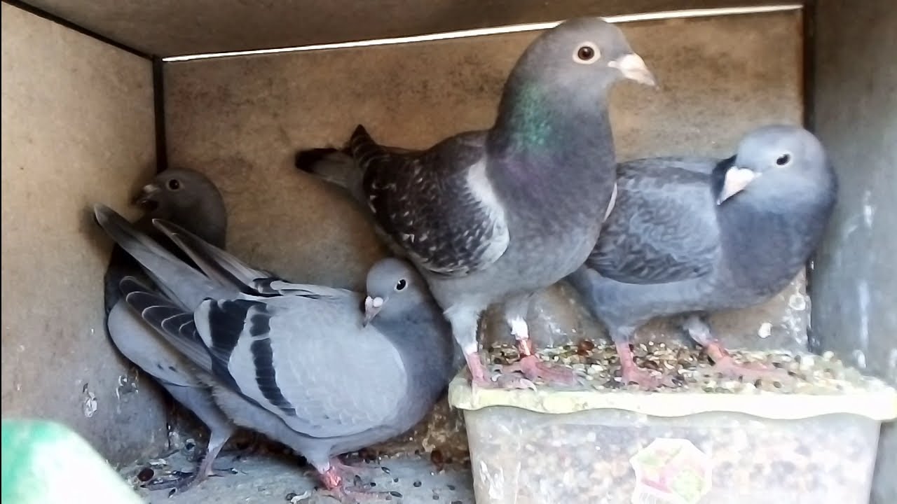 (tricomona en palomas) ¿Porque unos se infectan más que otros? 👍salud en el palomar. cullera