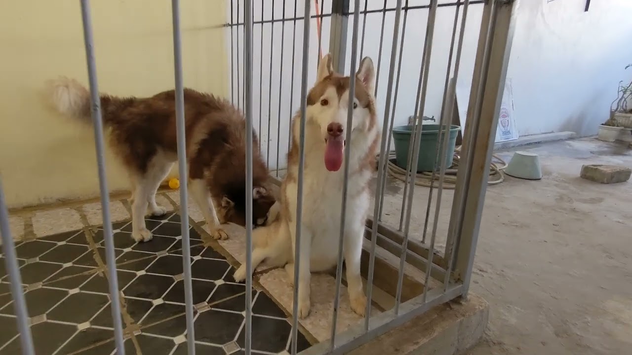 Husky mau kawin yang pertama kali Part 1