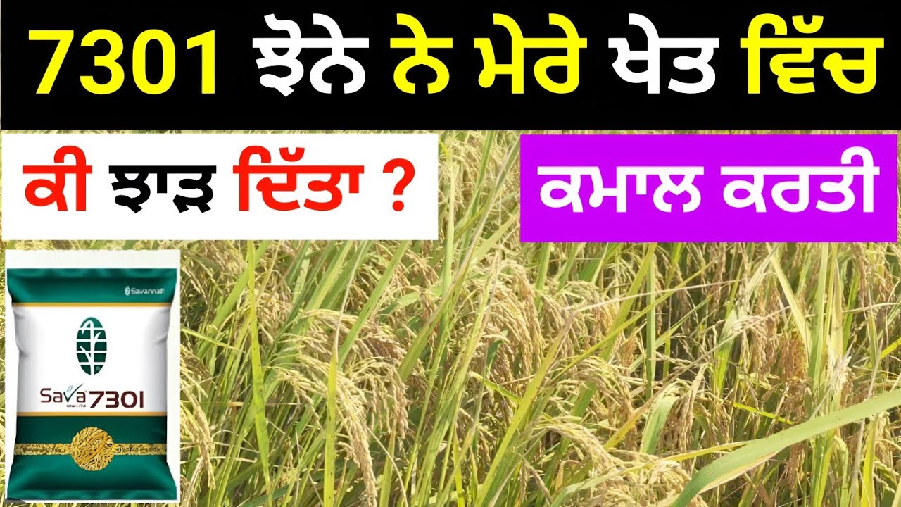 sava 7301 ਝੋਨੇ ਦੀ ਵਰਾਇਟੀ ਨੇ ਤੋੜਿਆ ਰਿਕਾਰਡ | sava 7301 paddy seed | 7301 ਝੋਨੇ ਨੇ ਕੀਤਾ ਕਮਾਲ
