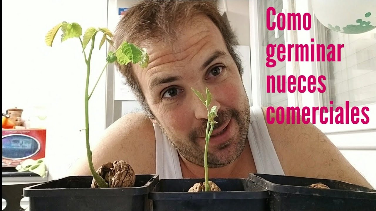 COMO GERMINAR NUECES DE COMERCIO. Nogales gratis!!