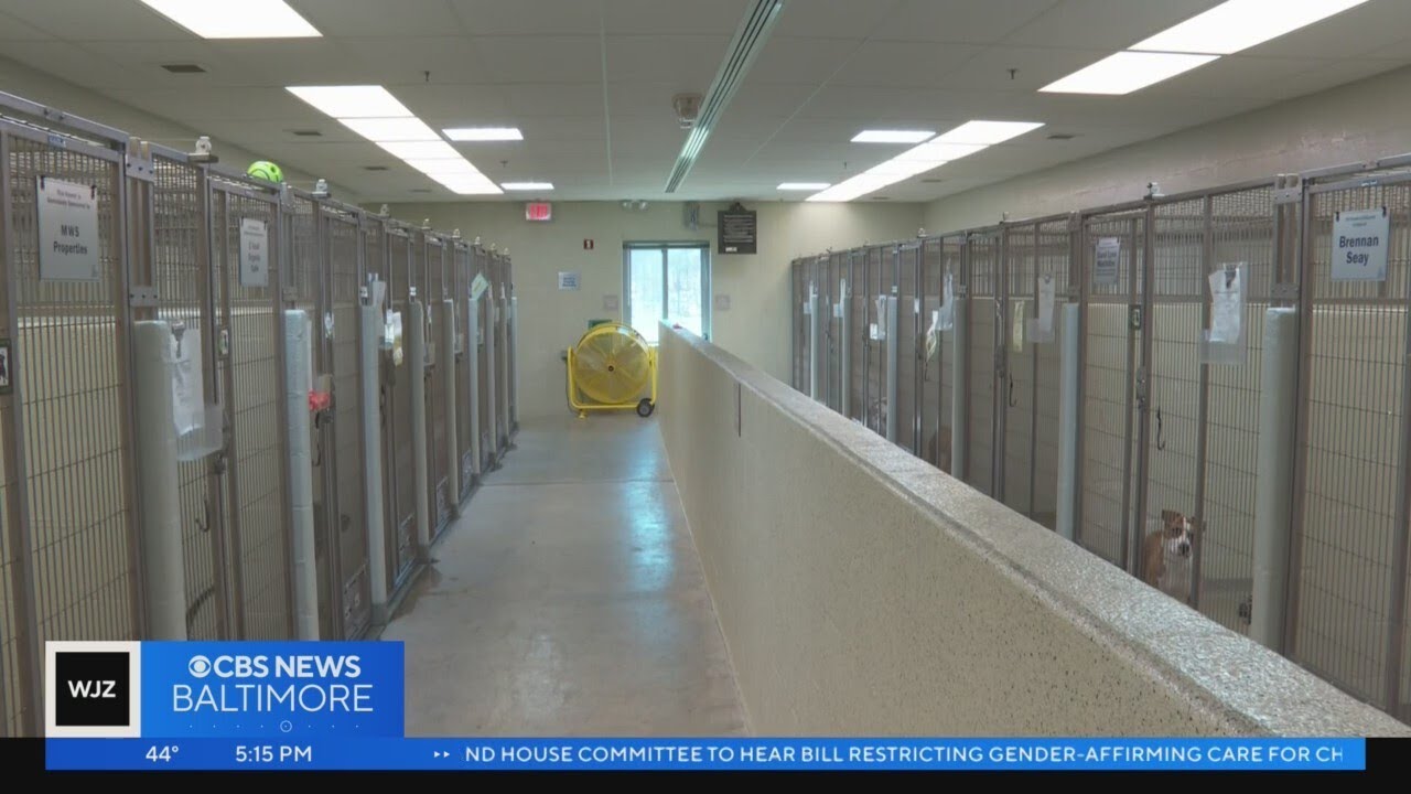 Humane Society of Harford County 'overwhelmed' with dogs