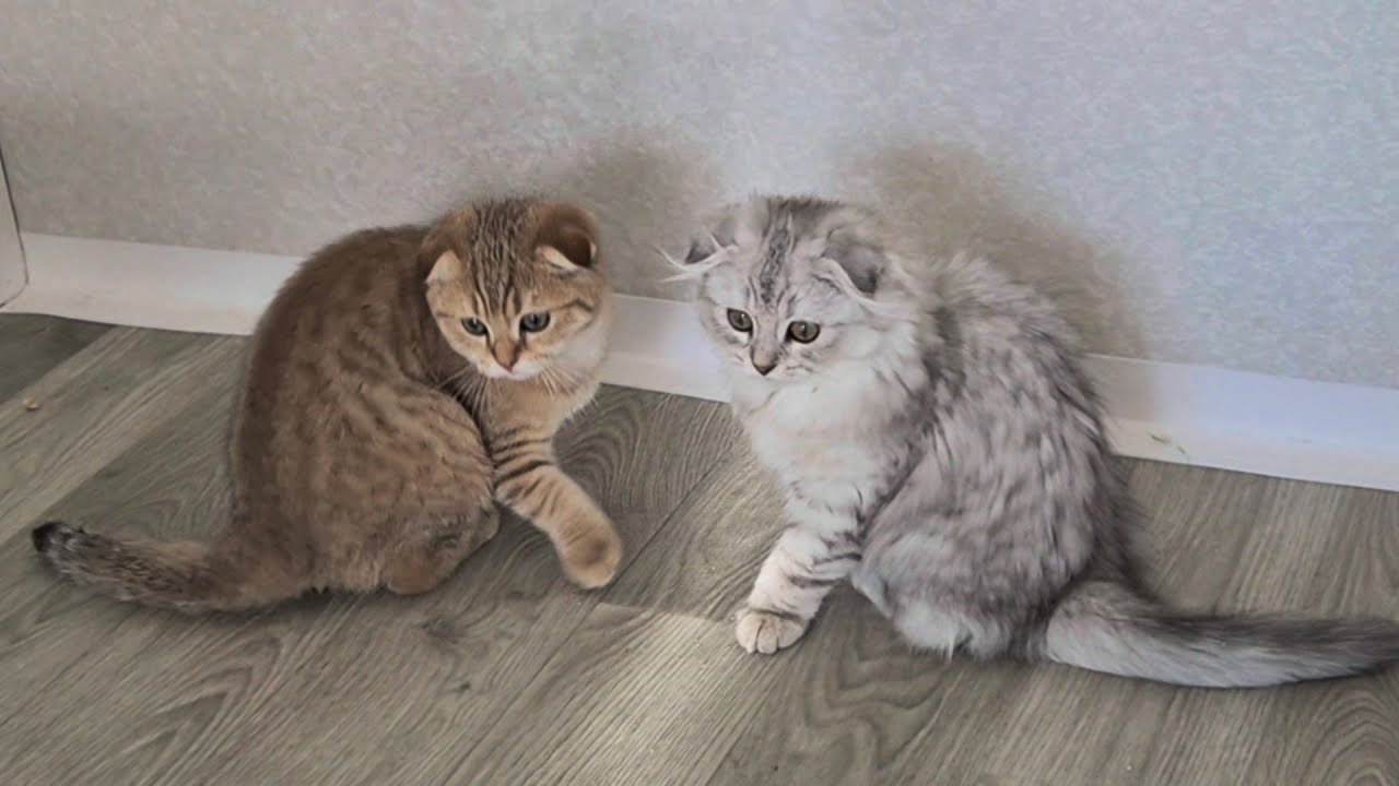 Зайчики ловят зайчика 😊