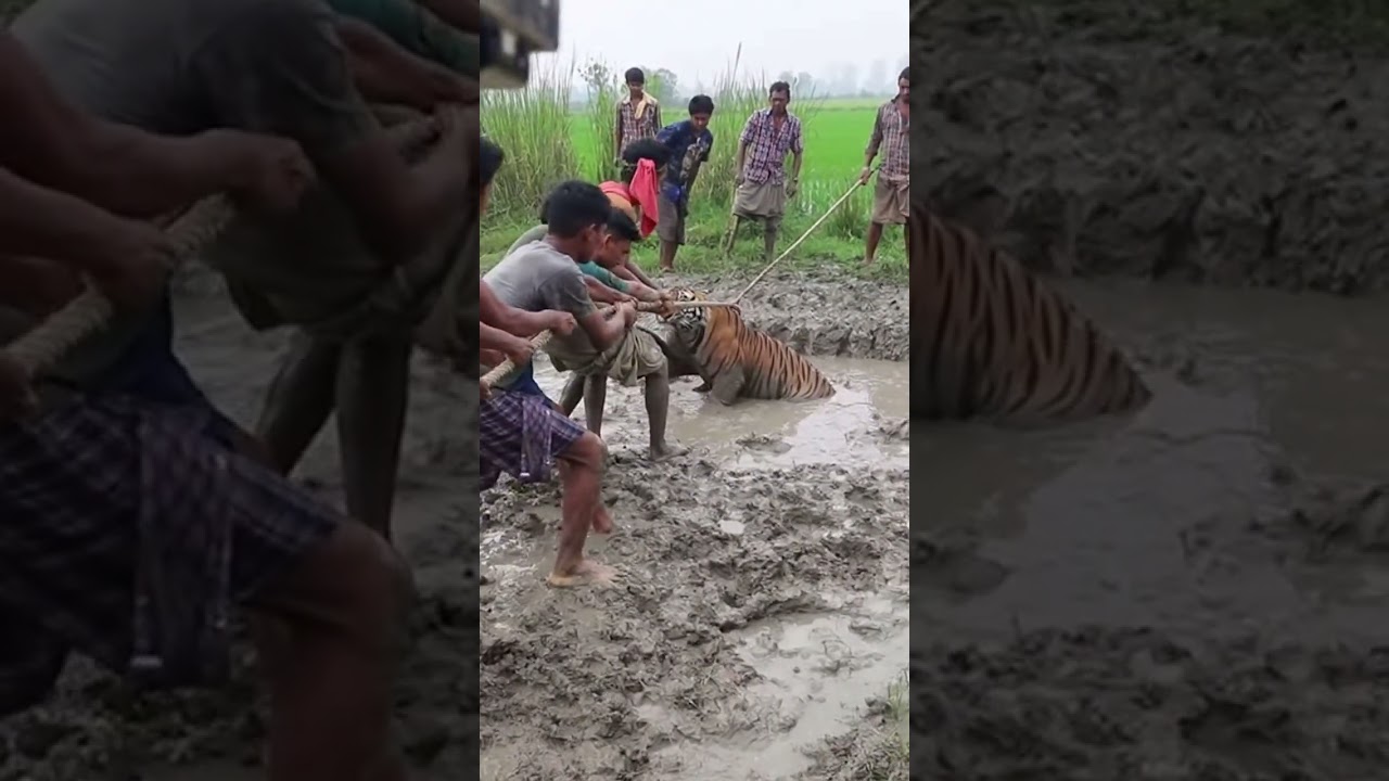 Жители деревни спасают тигра, застрявшего в глубокой грязи (реальное сохранение дикой природы в р...