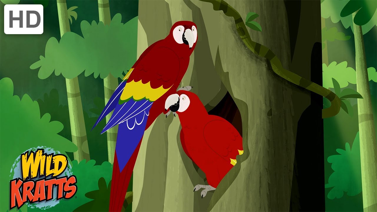 The Scarlet Macaw | One of the World's Largest Parrots | Wild Kratts