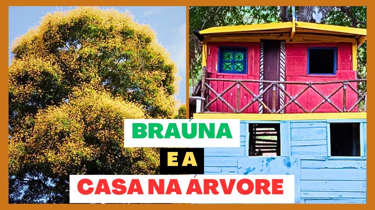 CONHEÇA A BRAÚNA E SEUS BENEFÍCIOS! - MOSTRANDO A CASA NA ÁRVORE