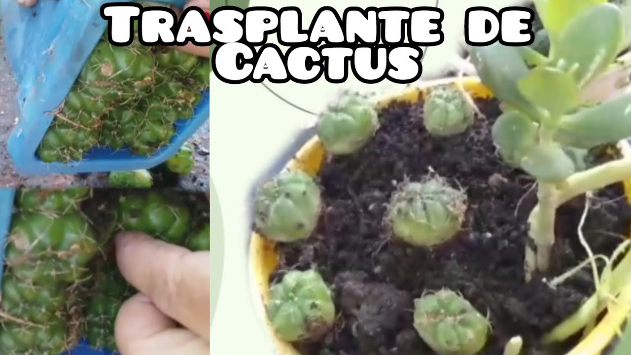 TRASPLANTE DE CACTUS