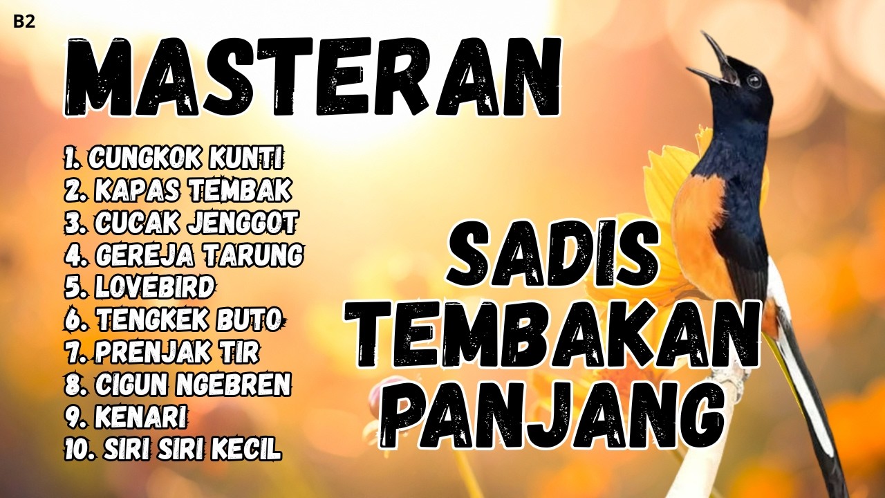 🔴 GACOR SADIS MENTAL KUAT MASTERAN MURAI BATU GACOR