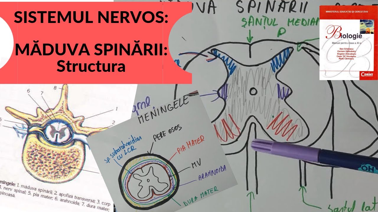 ADMITERE MEDICINA: SISTEMUL NERVOS 4: MADUVA SPINARII - Structura