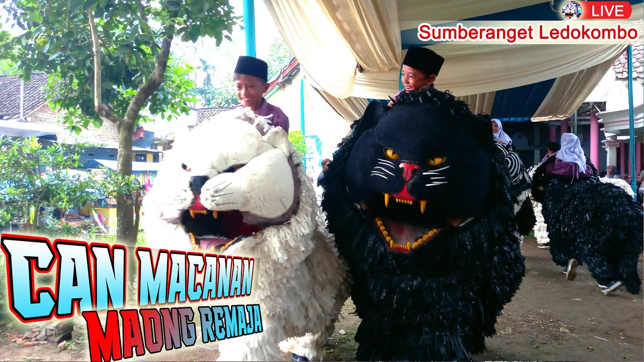 CAN MACANAN MAONG REMAJA LIVE SUMBERANGET KEC. LEDOKOMBO