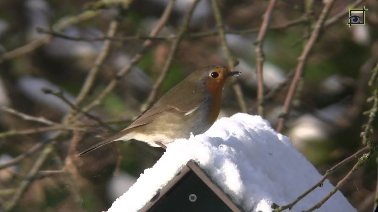 20120131 winter roodborst HD 1080 natuurkanaal