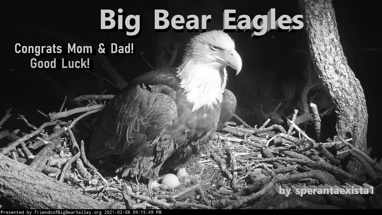 Big Bear Eagles - Oops, You Did It Again! First Egg, Second Clutch; Congrats, Mom & Dad!