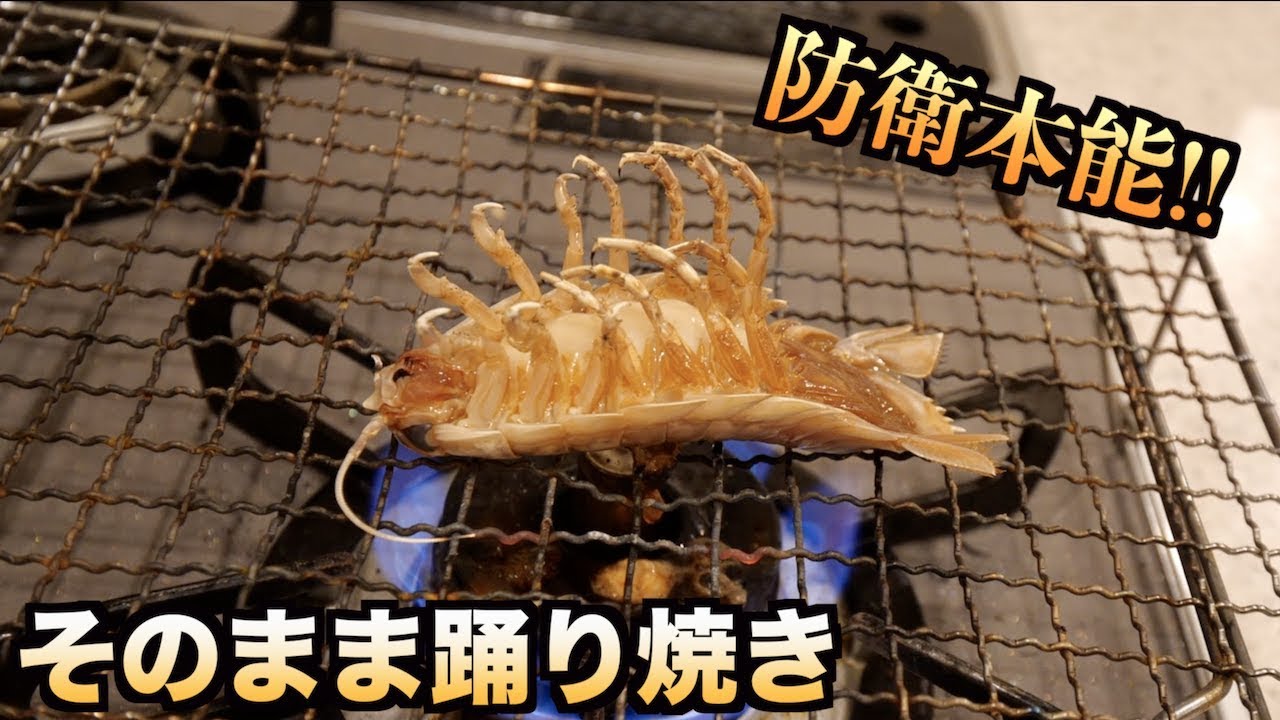 神秘的！！生きたオオグソクムシそのまま焼くと防衛本能発揮したんですけど！！