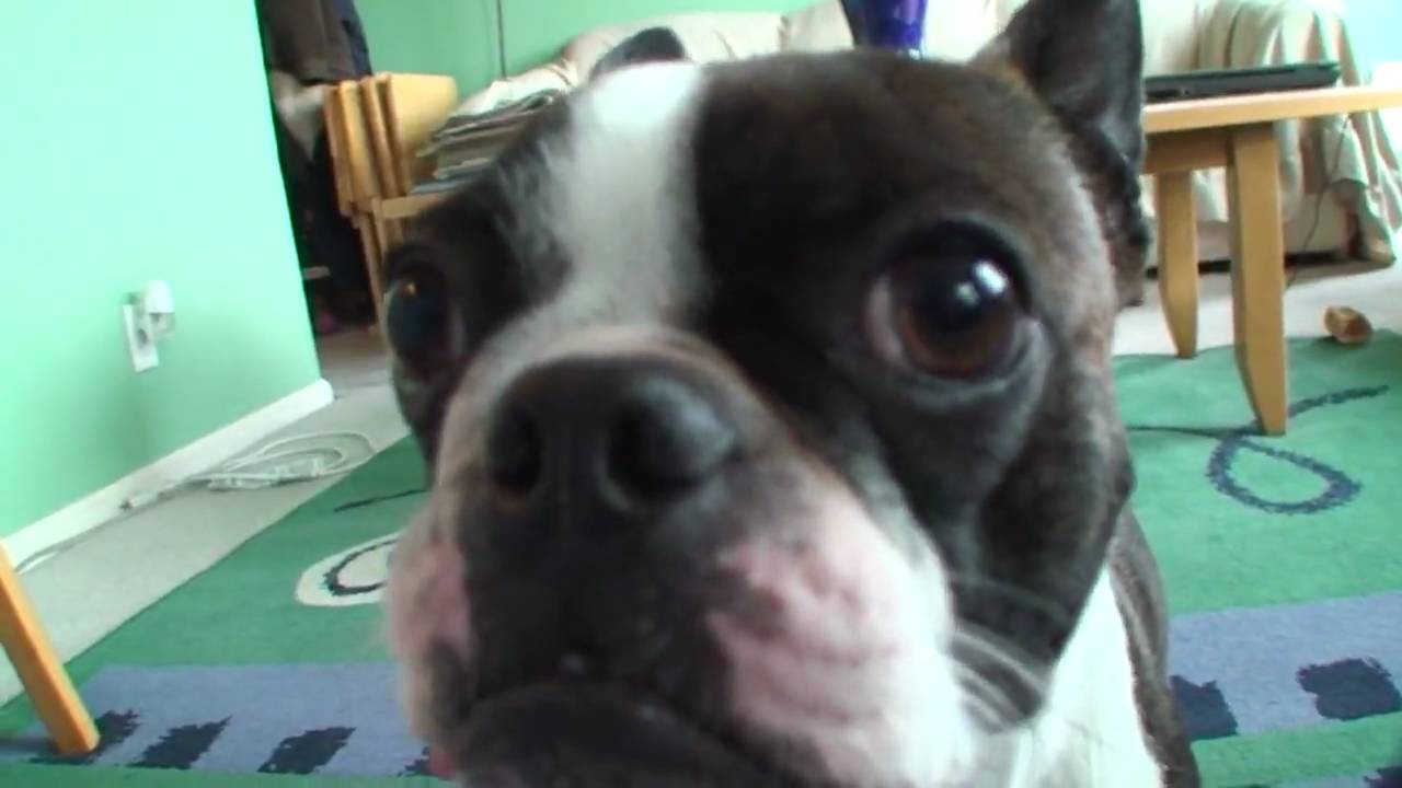 Boston Terrier puppy attacking camera 2