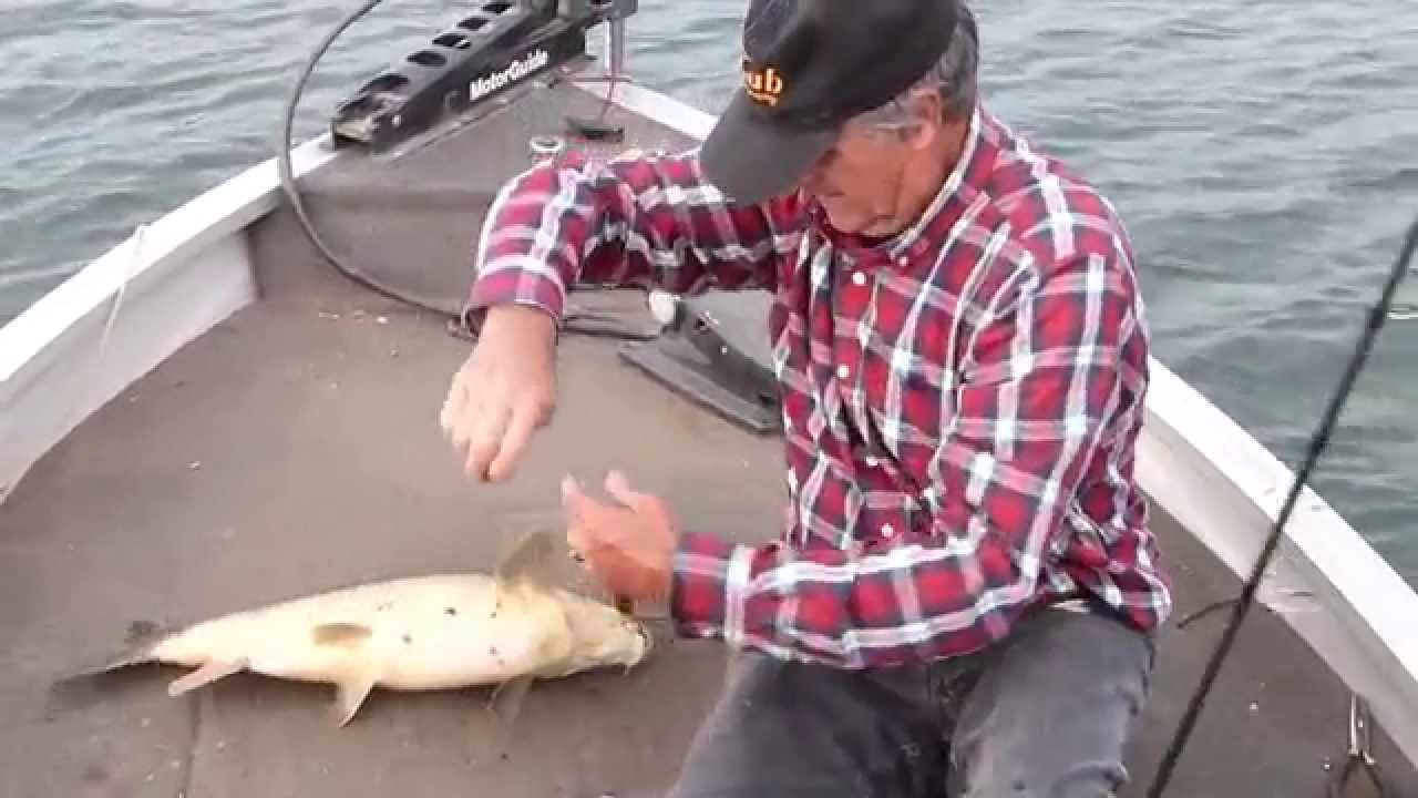 Barbos con cucharilla ondulante/Barbels with undulating spoon
