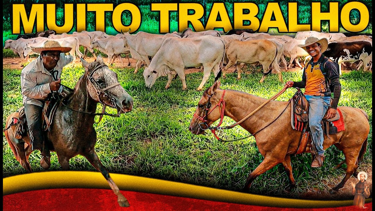 Levando a boiada - Viagem Longa -