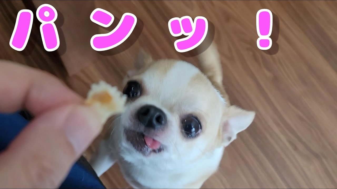 パン大好きなスムースチワワが、可愛らしく真剣に食べる微笑ましい姿🐶 （スムチー、chiwawa, chihuahua）