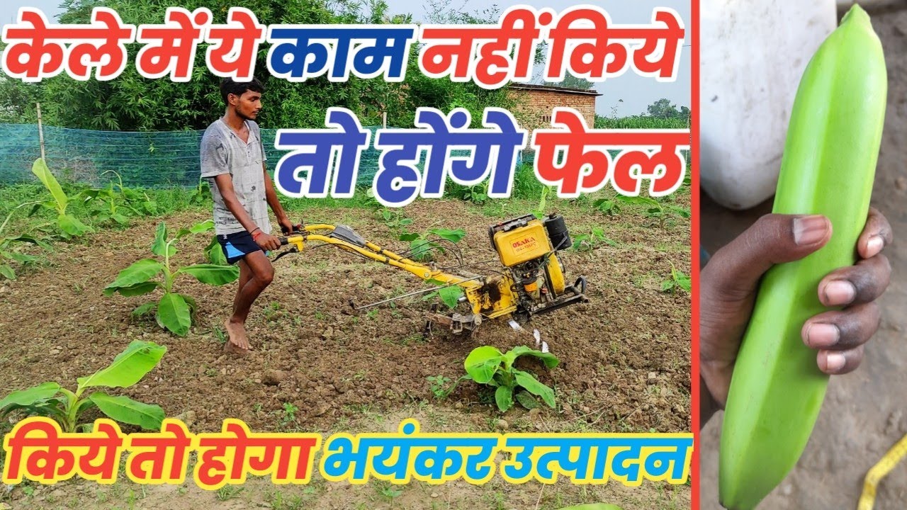 #केले की खेती में ये ज़रूरी काम कोई नहीं बताता कर दीजिए होगा भयंकर उत्पादन Banana Farming