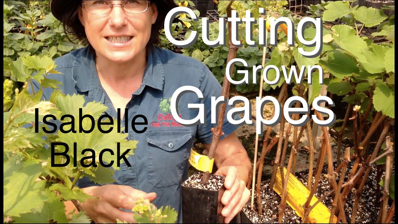 Cutting Grown Grape Vines - Isebella Black (Vitus vinifera)