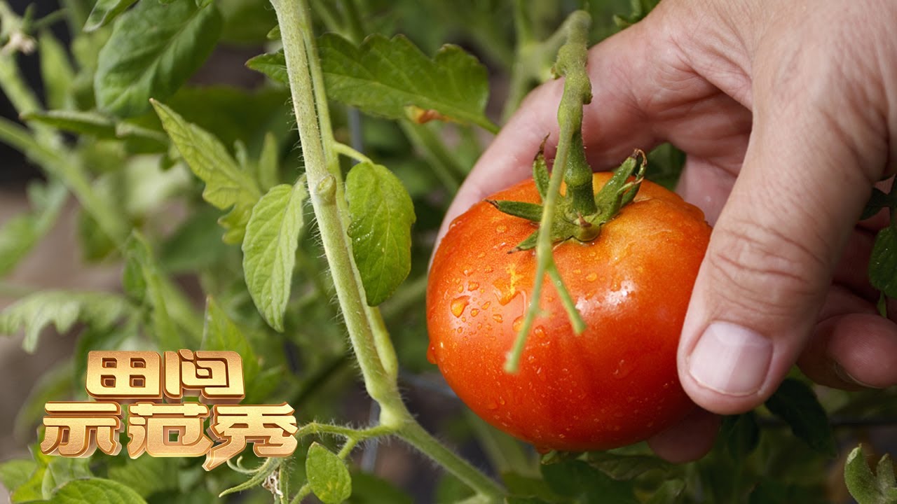 小夫妻的烦心“柿”！番茄种出来个头小，根本不好卖，专家实地考察，终于找到关键原因！丨「田间示范秀」20220906
