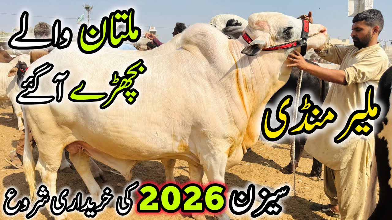 Malir Mandi Karachi Latest Rates Update | 3 February 2026  | Cow Mandi 2026