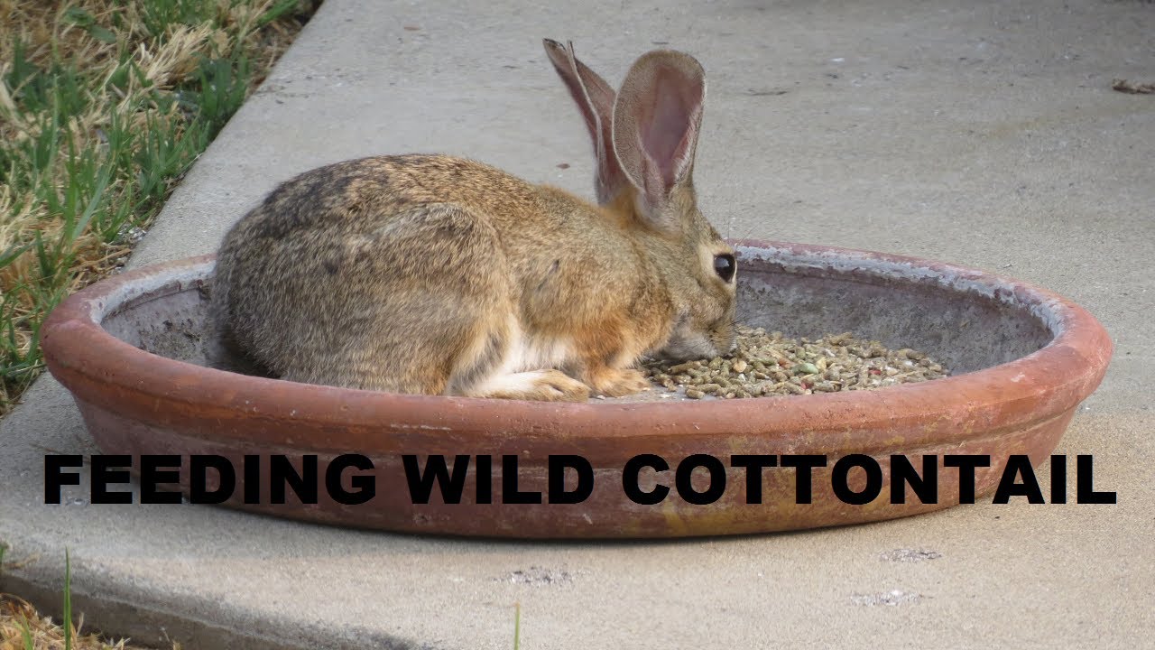 FEEDING WILD RABBITS ~ HOW TO FEED A WILD RABBIT ~ COTTONTAIL RABBITS ~ Backyard Nature Shared