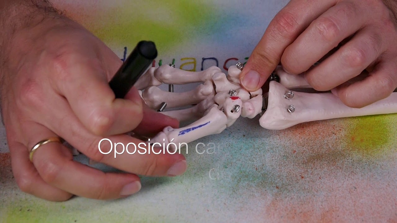 MÚSCULO OPONENTE DEL PULGAR