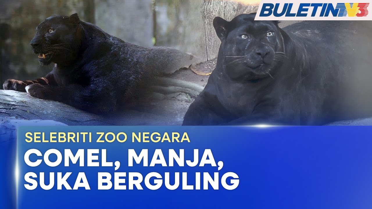 SELEBRITI ZOO NEGARA | Si Montel 
