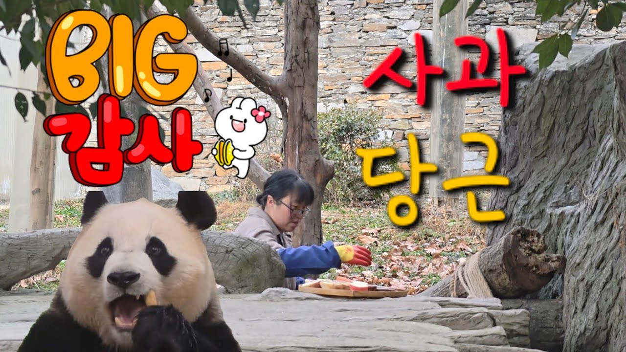 2/1 푸바오실시간 오전(2) 사과 당근 죽순 3종셋트 감사합니다   너무도 잘 먹네요~