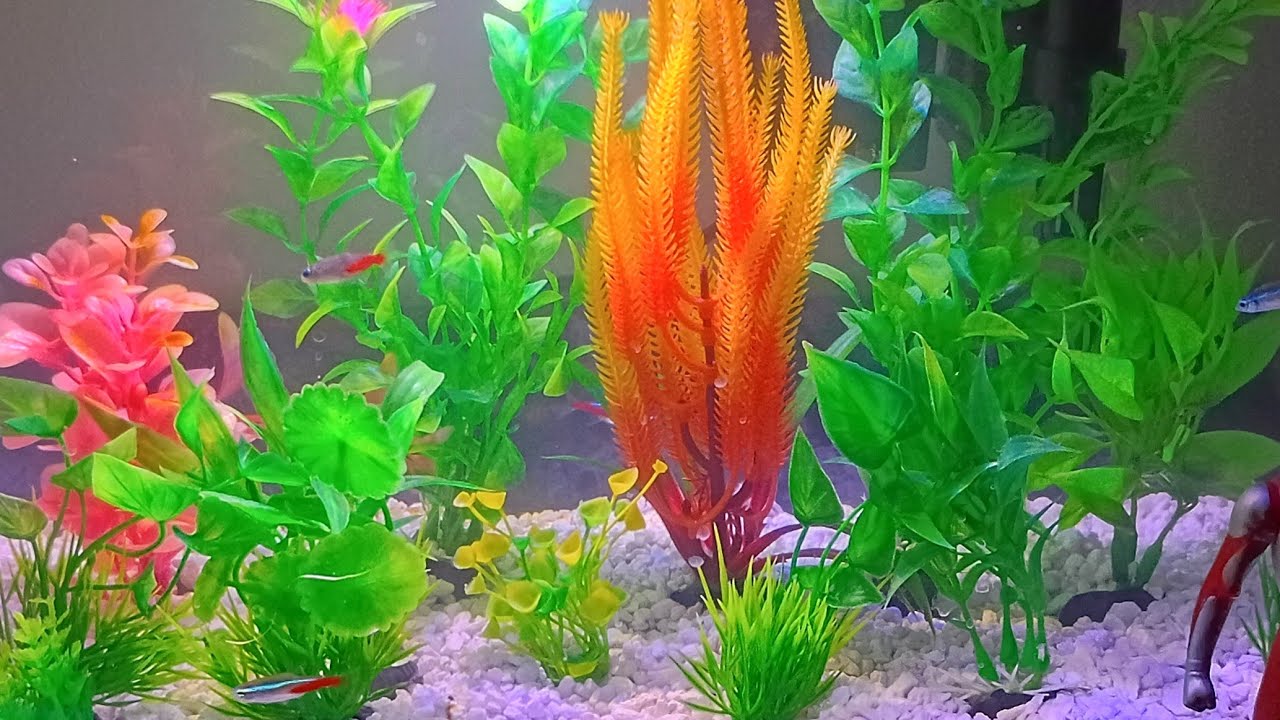 It's fish time.
