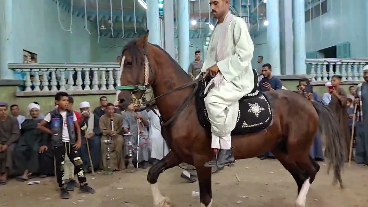 رقص الخيل وطرب الخيل رهوان (أفراح مركز ابو تشت الحسينات ال لعوب مع الريس صدام ابو عيسى