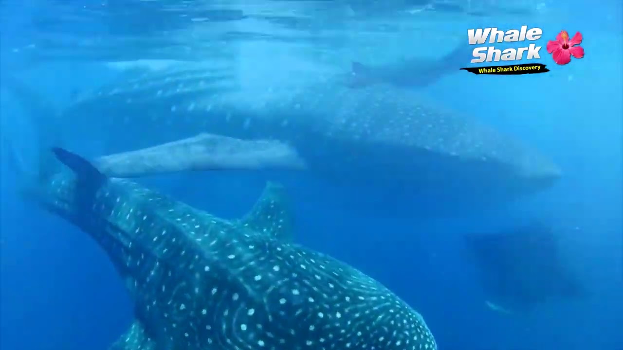 Nager avec requins baleines au Mexique | Excursions Riviera Maya
