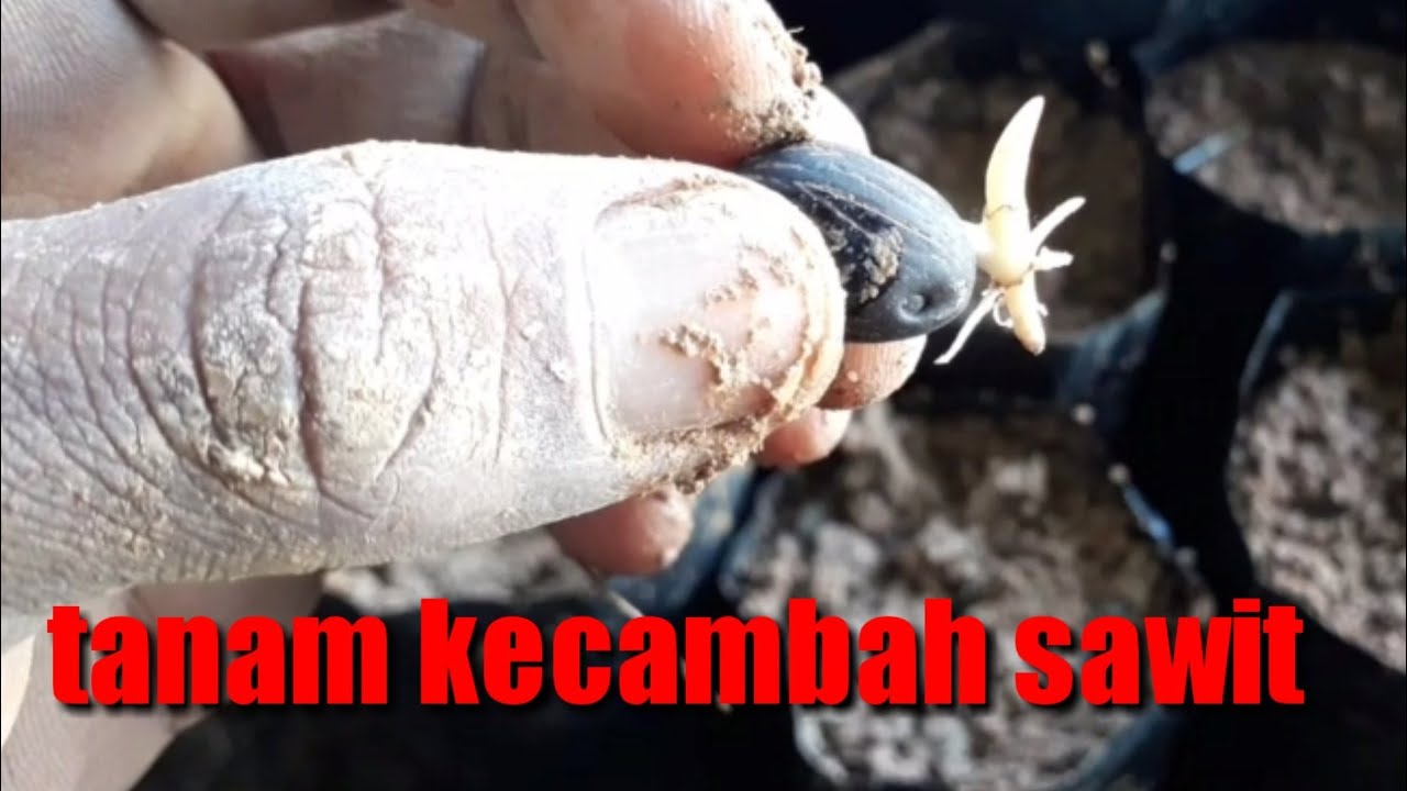 Cara penanaman kecambah kelapa sawit