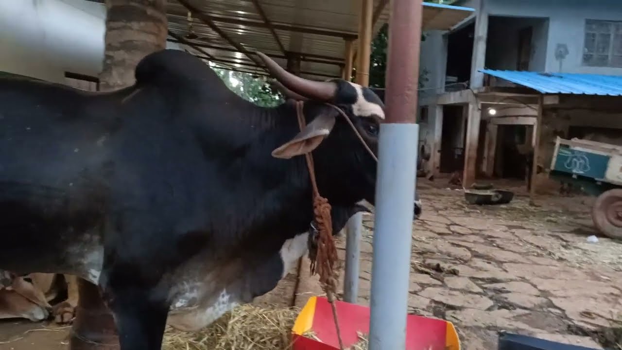 Amrit Mahal Bull | ಅಮೃತ್ ಮಹಲ್ ದನ | ಬೆಣ್ಣೆ ಚಾವಡಿ